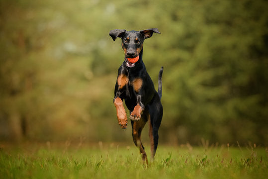 Dobermann