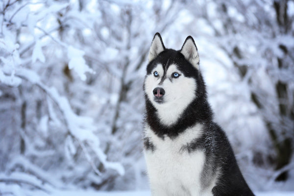 Husky Sibérien