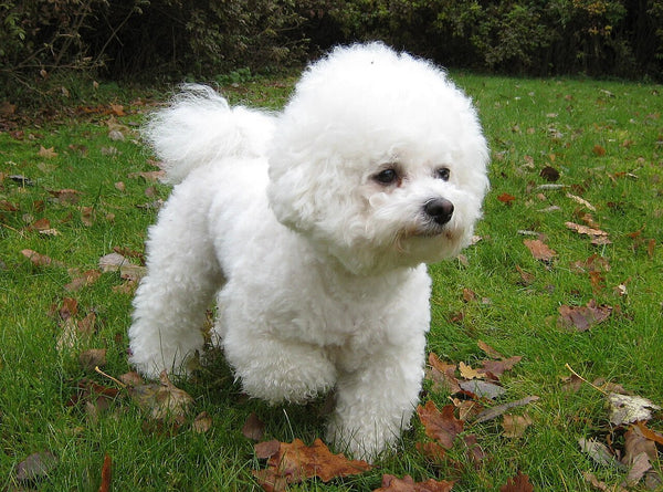 Bichon Frisé