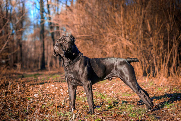 Cane Corso