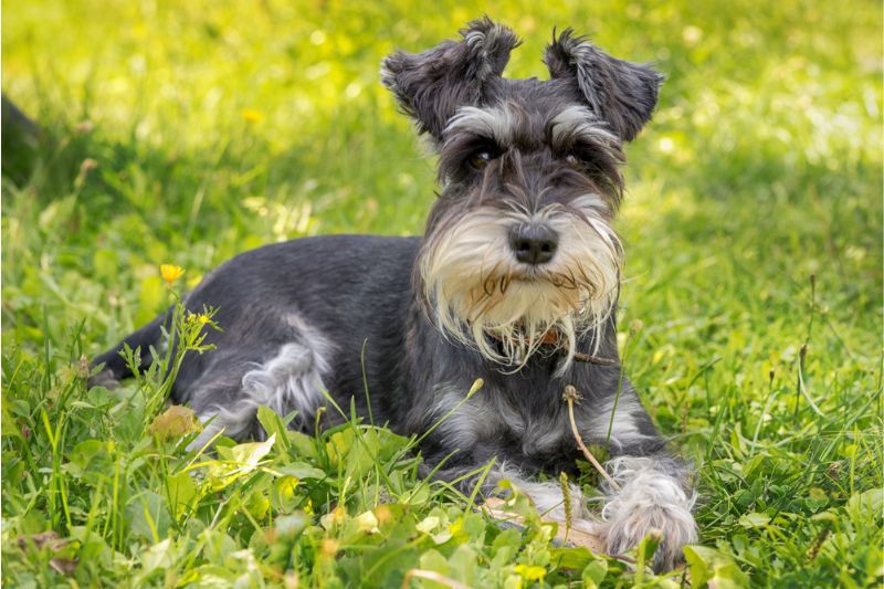 Schnauzer Nain