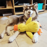 Coin-Coin Dentaire Kroq® – Le Jouet en Caoutchouc Ultra-Résistant pour Chien - Kroq