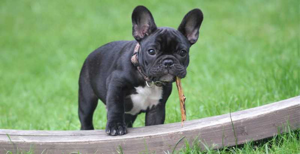 Bouledogue Français