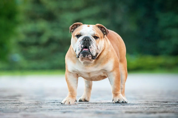 Bulldog Anglais