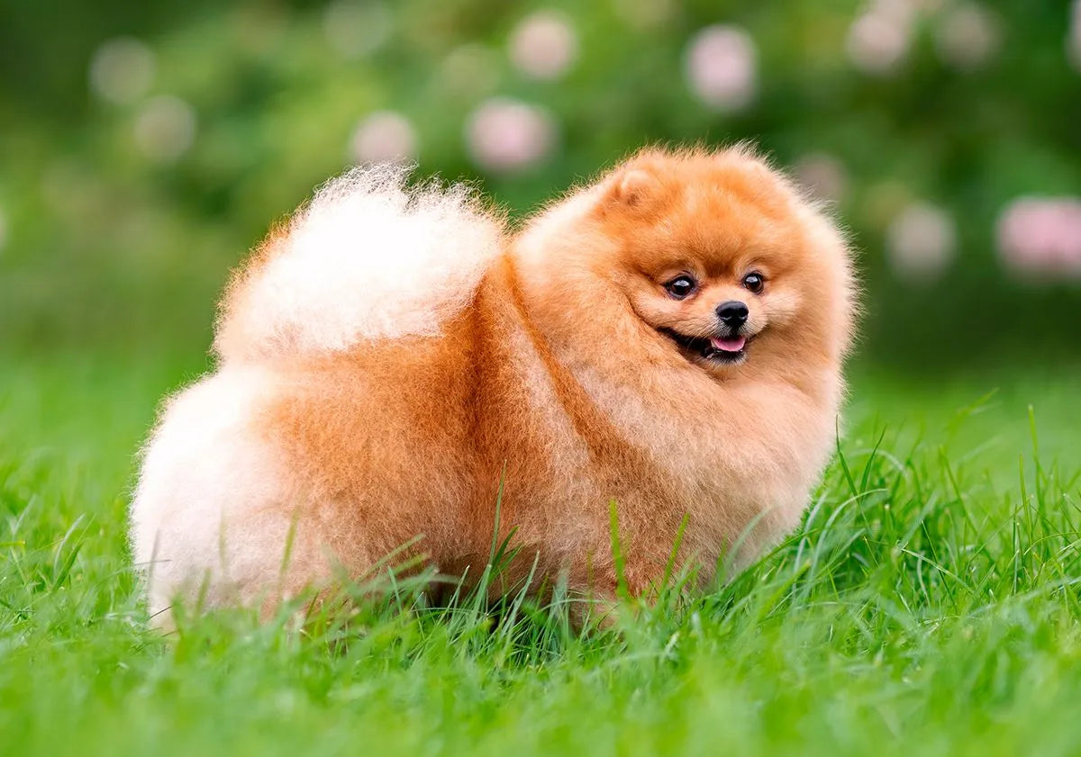 Spitz Nain (Poméranien)