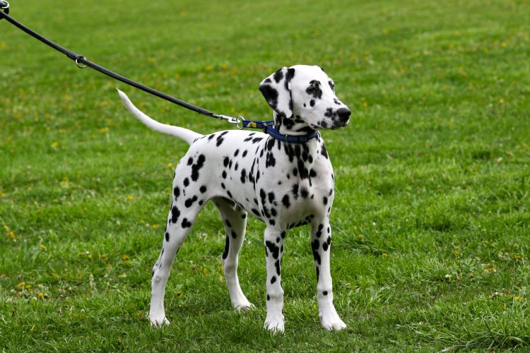 Dalmatien