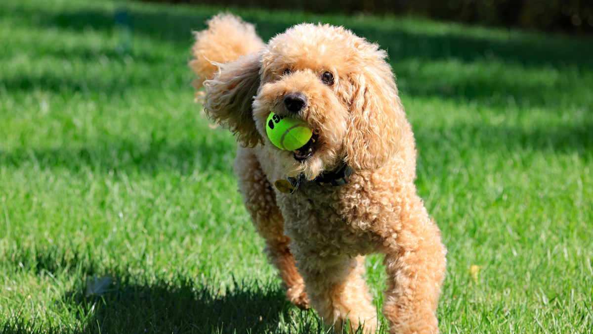 Caniche