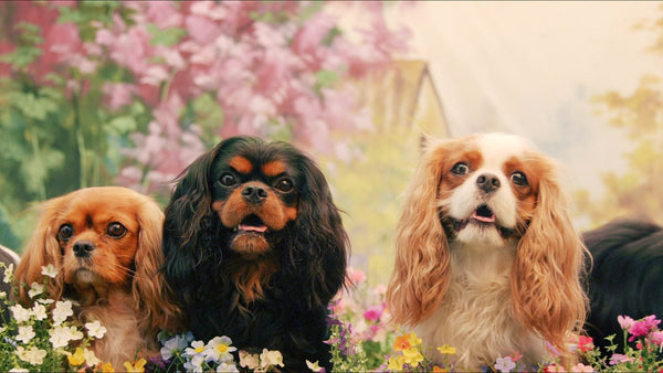 Cavalier King Charles Spaniel