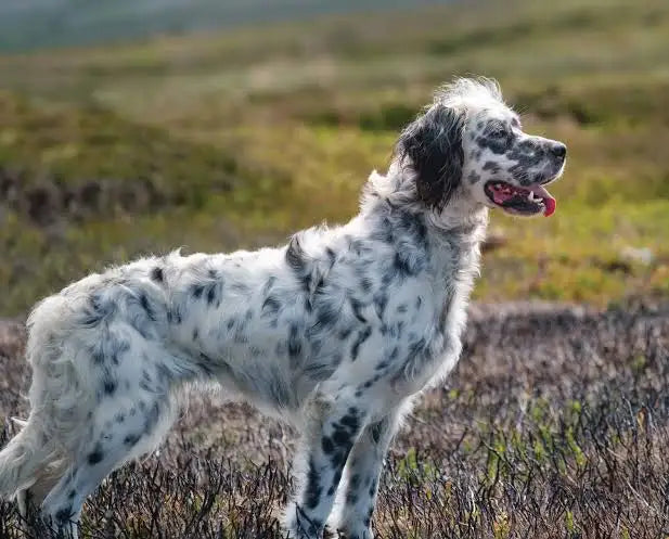 Setter Anglais