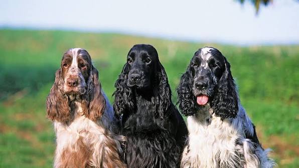 Cocker Anglais