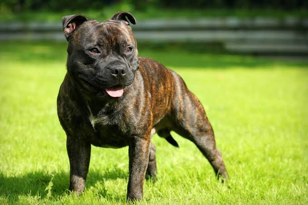 Staffordshire Bull Terrier