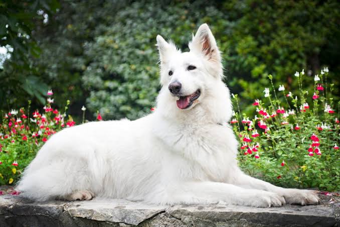 Berger Blanc Suisse
