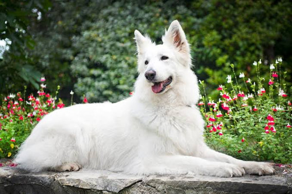Berger Blanc Suisse