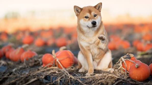 Shiba Inu