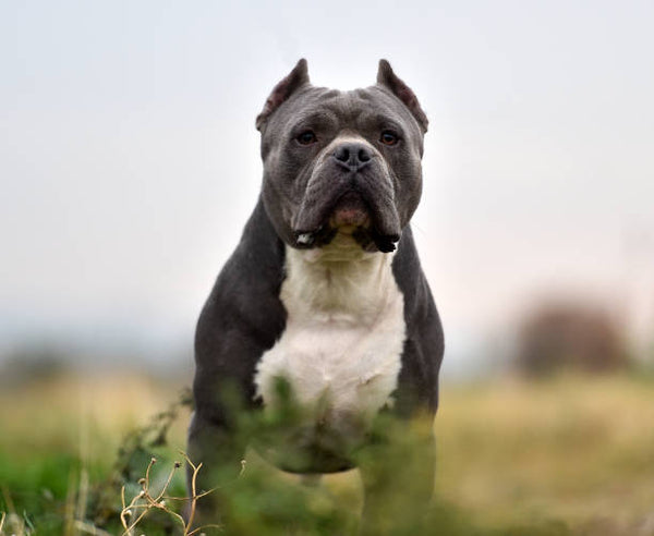 American Bully