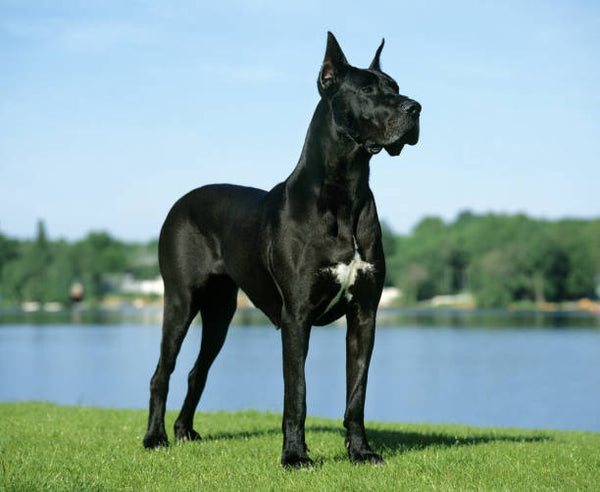 Dogue Allemand