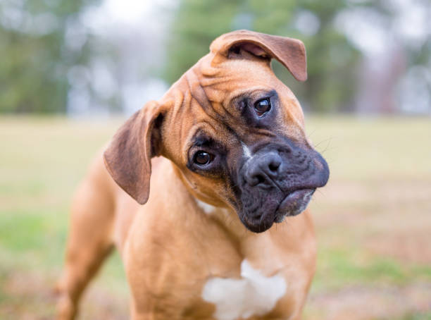 Boxer