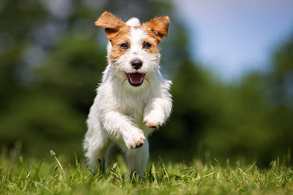 Jack Russell Terrier
