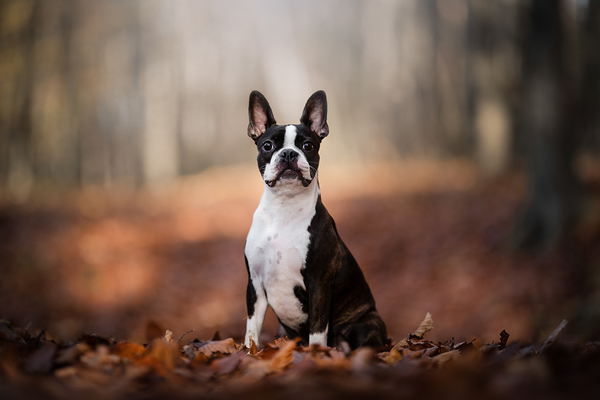 Boston Terrier