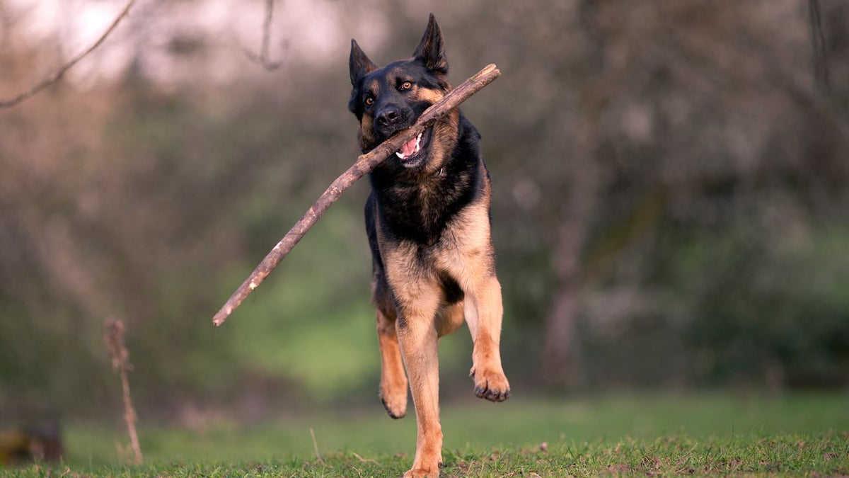 Berger Allemand