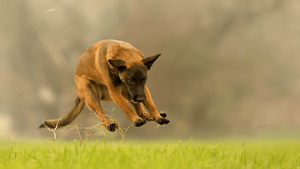 Berger Belge Malinois