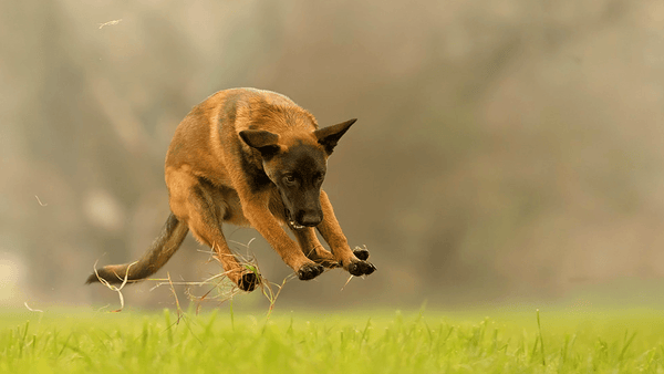 Berger Belge Malinois