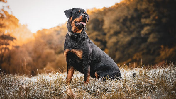 Rottweiler