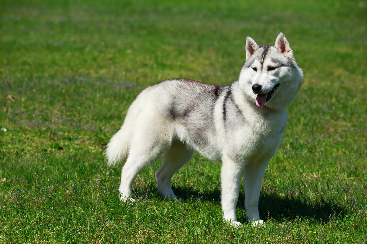 Malamute d'Alaska
