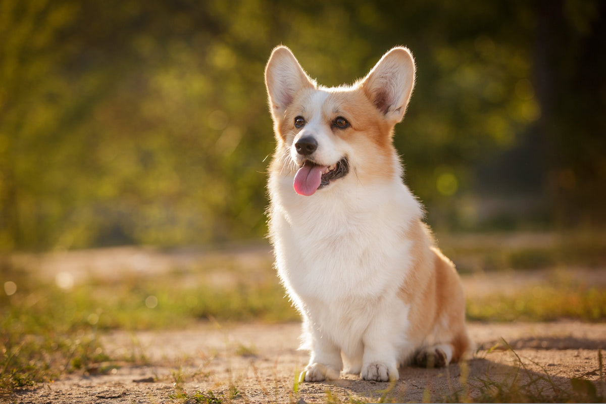 Welsh Corgi Pembroke