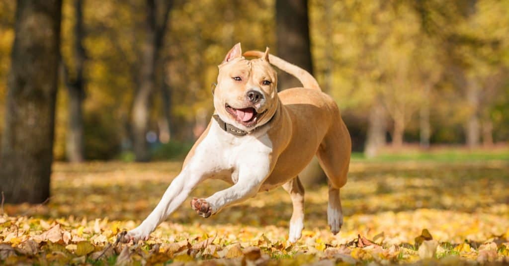 American Staffordshire Terrier