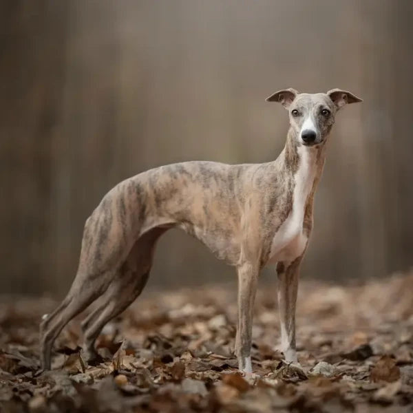 Whippet