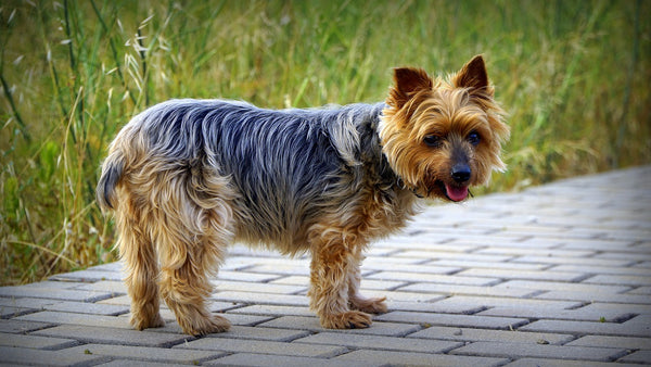 Yorkshire Terrier